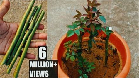 How To Grow Rose Plant From Cutting Grow Rose From Stem Cutting Grow