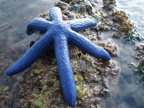 Giant Blue Starfish Photograph By Alex Gordon