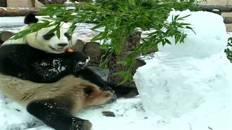 Panda Attacks Snowman Filled With Treats Good Morning America