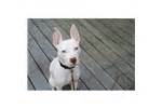 Posting advert on behalf of a friend. Ibizan Hound Puppies for Sale from Reputable Dog Breeders