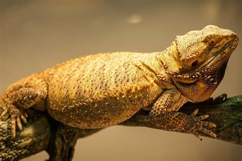 Overweight Bearded Dragon Causes And How To Help