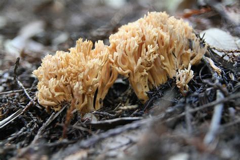 Coral Mushroom Ramaria Formosa Photo By Chuck Rogers Notic Flickr