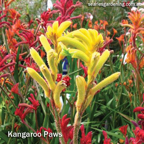We did not find results for: 10 best summer flowering plants for instant garden colour ...