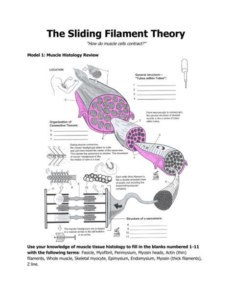 The Sliding Filament Theory