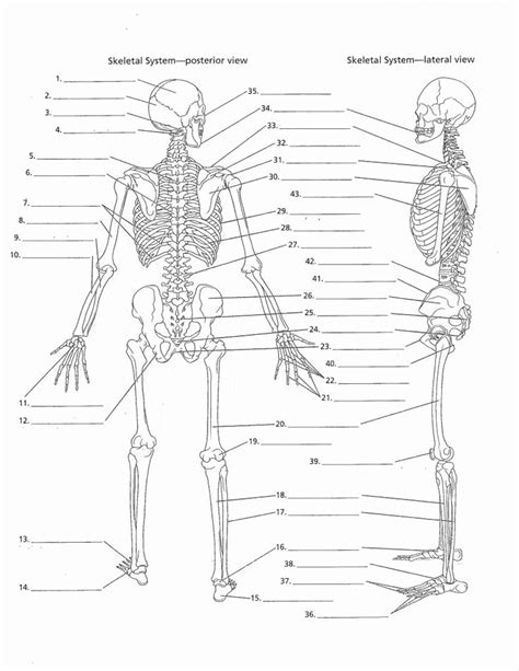 50 The Skeletal System Worksheet