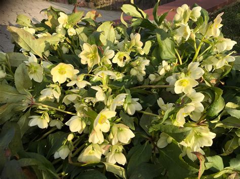 Im märz beginnt die kräutersaison. März 2017 | Garten