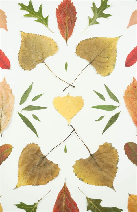 Autumn Pressed Leaf Art