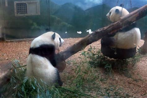 Where To Find Giant Pandas In The United States Delightful Life