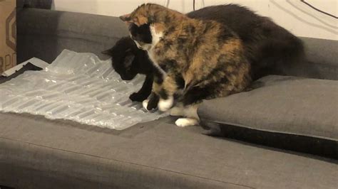 Cat loves popping bubble wrap - YouTube