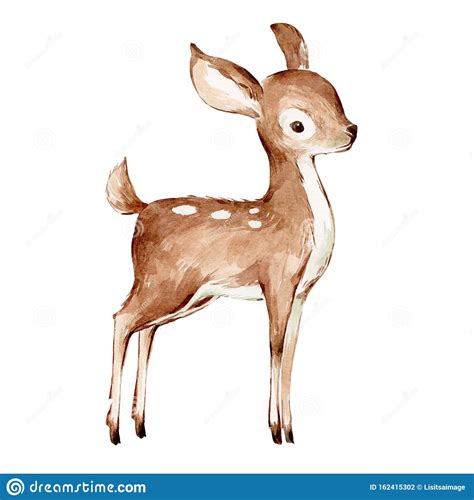 Cute Watercolor Drawing Of The Baby Deer Over White