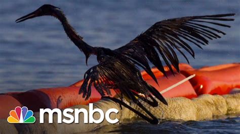 Bp Oil Spill 5 Years Later Wildlife Still Suffering Msnbc Bp Oil
