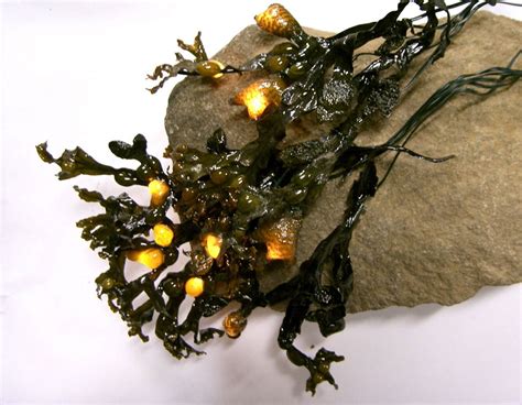 Bioluminescent Seaweed The Merfolk Use To Light Their Homes In Death
