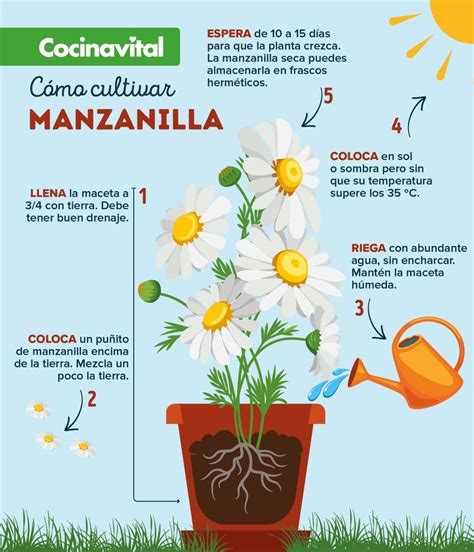 Cómo Cultivar Manzanilla En Maceta ¡orgánica Cocina Vital Recetas