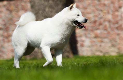 Japanese Dog Breeds The Smart Dog Guide
