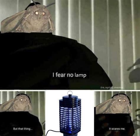 Moth Memes Dank Memes Amino