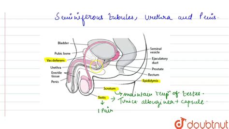 Draw A Labeled Diagram Of Male Reproductive System Youtube