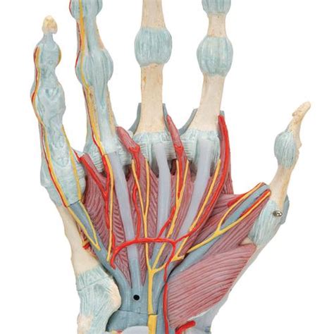 Modelo De Esqueleto Da Mão Com Ligamentos E Músculos 1000358 M331