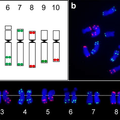 Fish Mapping Of The Two Oligo Fish Probes On Metaphase Chromosomes