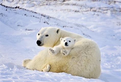 Polar Bear Mother And Newborn Cubs By Michelle Valberg