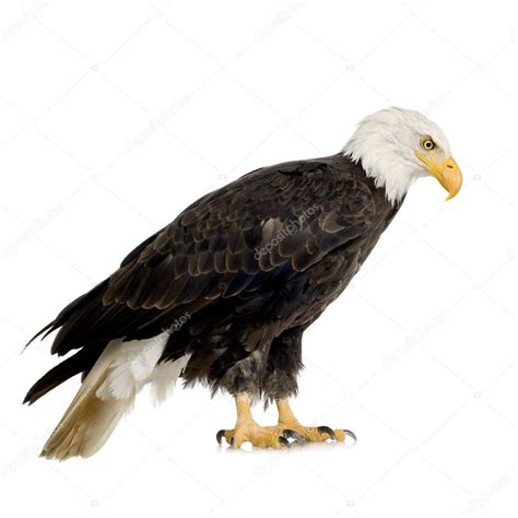Bald Eagle 22 Years Haliaeetus Leucocephalus Stock Photo By