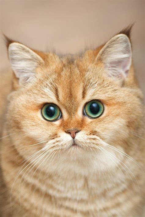 Myata Cats Bri Cats British Shorthair Ny 25 British Golden Cat