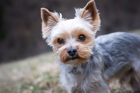 Yorkie Yorkshire Terrier Feisty And Affectionate Toy Breed