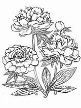 Pfingstrose Blumen sketch template