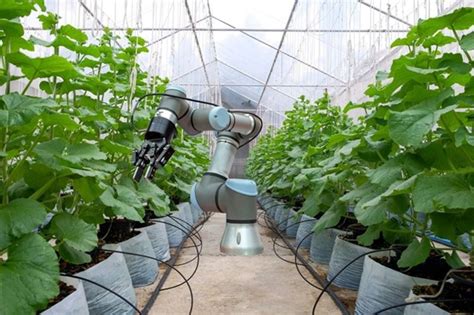 Robot Uses Machine Learning To Harvest Lettuce Machine Learning How