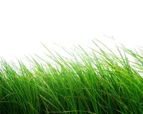 Grass Png Image Green Grass Png Picture
