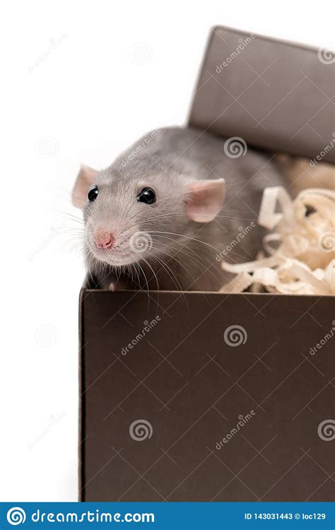I have siamese, black, and agouti available. Dumbo Rat In A Gift Box On A White Background. Isolated ...