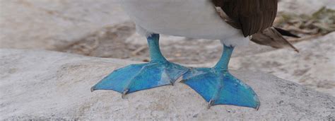 Galapagos Blue Footed Booby Facts Information Where To See It And