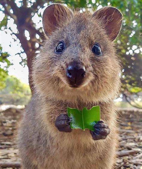 Ill Upvote Every Comment Do You Know The Quokka Hes Always Smiling