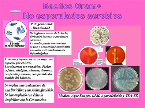 Bacilos Gram Positivos Ginecologia