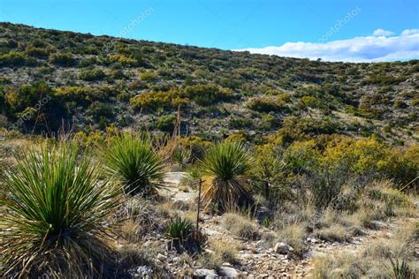 Agave yuca cactus y plantas desérticas en un paisaje de valle