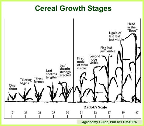 Cereal Growth Stages Pub 811 Field Crop News
