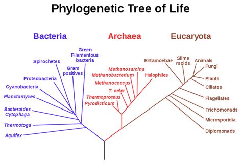 Bioinformatics Made Easy Bioinformatics Phylogenetic Trees