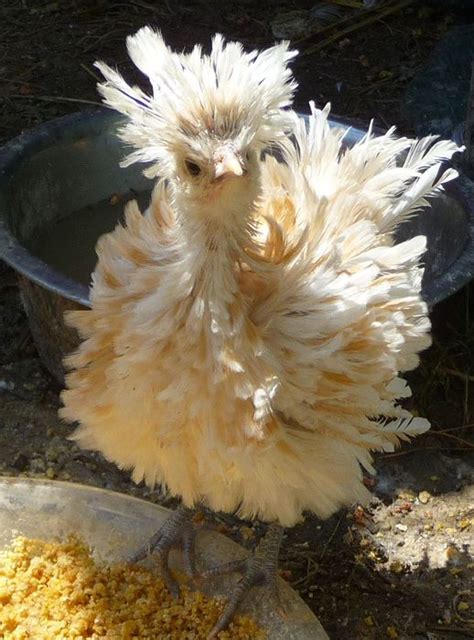 Frizzle Polish Cross Fancy Chickens Frizzle Chickens Beautiful Chickens