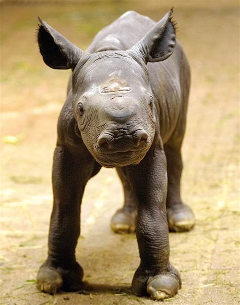 Rhino Baby Baby Zoo Animals Cute Endangered Animals Baby Animals