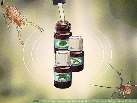 Why do you need pest control? Keep Spiders and Scorpions Out of Your House Using Natural ...