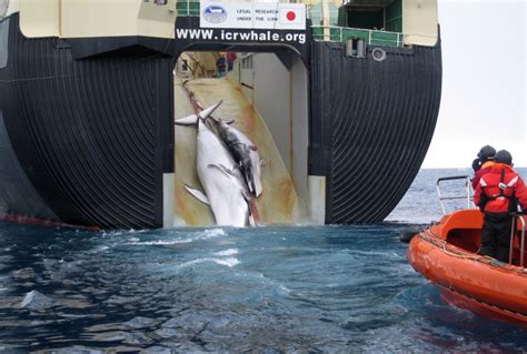 Japans Whaling Fleet Set To Embark On Hunt For 333 Minke Whales