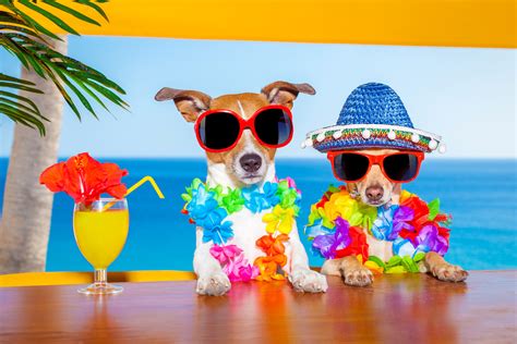 Dogs Juice Two Jack Russell Terrier Chihuahua Glasses Hat