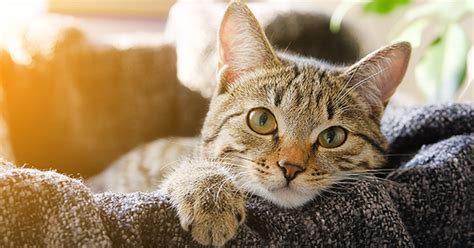 If you are adopting a cat that has been there since it was a kitten you can be assured that they are well socialized and used to apartment life. Want to Foster a Cat While Social Distancing (For Free ...