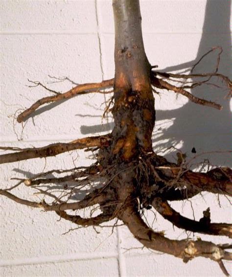 Giulia30c apr 23, 2019 6:42 am cst. Phytophthora Root Rot - Amgrow