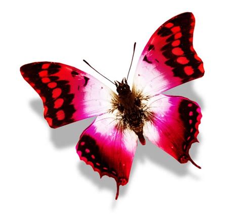 Red Butterfly Wings Isolated On White — Stock Photo © Suntiger 17420737
