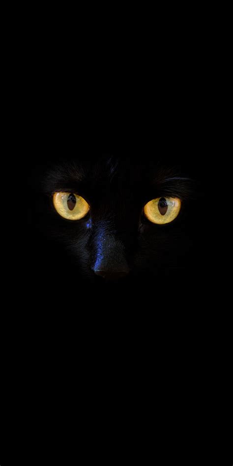 Black Cat Yellow Eyes Portrait 1080x2160 Wallpaper Cats Yellow