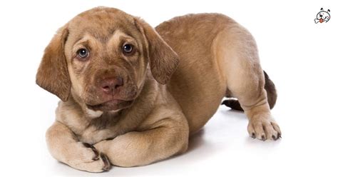These playful, loyal chesapeake bay retriever puppies are ready for their furever home. Chesapeake Bay Retriever (With images) | Chesapeake bay ...