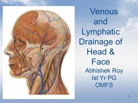 Venous And Lymphatic Drainage Of Head