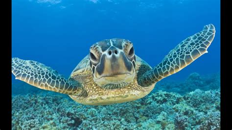 Swimming With Sea Turtles Beautiful Surprises Underwater Youtube