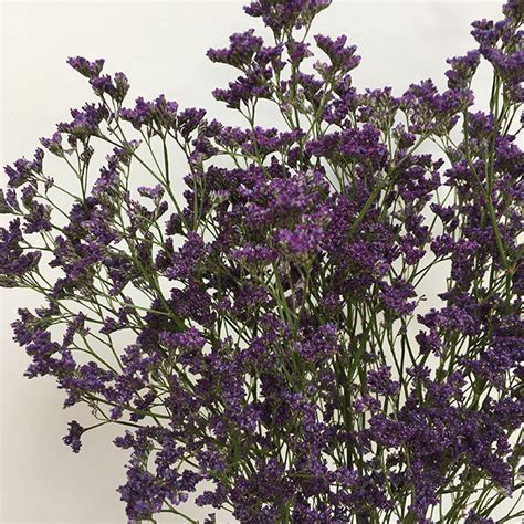 They make a lovely keepsake item and last for years to come. Dried Limonium, Purple - Barn Florist