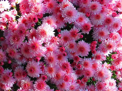 Picture Pink Color Flowers Chrysanthemums Many Closeup
